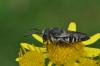 Coelioxys aurolimbata